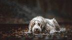 lying Bearded Collie