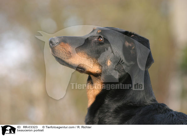 Beauceron im Portrait / beauceron portrait / RR-03323