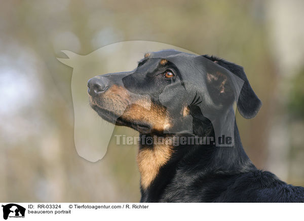 Beauceron im Portrait / beauceron portrait / RR-03324