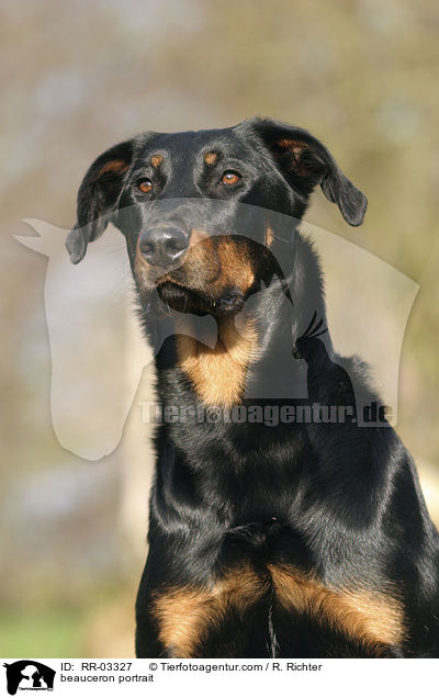 Beauceron im Portrait / beauceron portrait / RR-03327