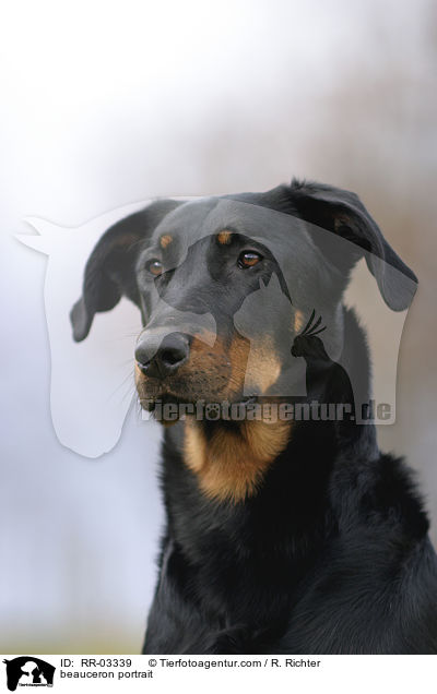 Beauceron im Portrait / beauceron portrait / RR-03339