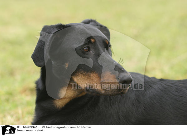 Beauceron im Portrait / beauceron portrait / RR-03341