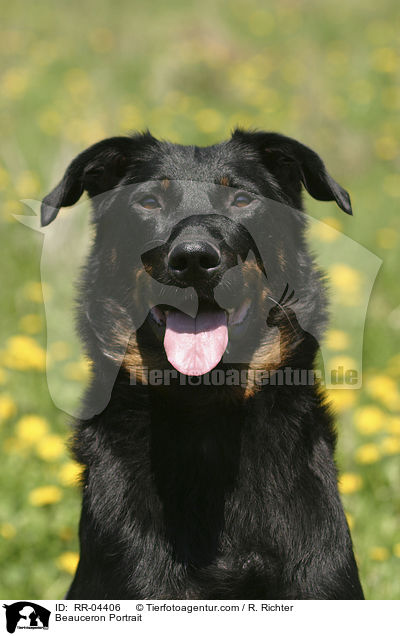 Beauceron Portrait / Beauceron Portrait / RR-04406