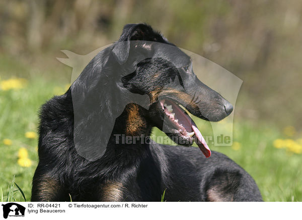 liegender / lying Beauceron / RR-04421