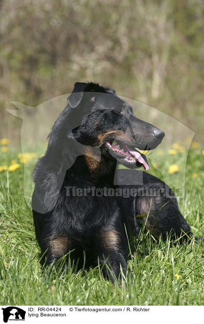 lying Beauceron / RR-04424