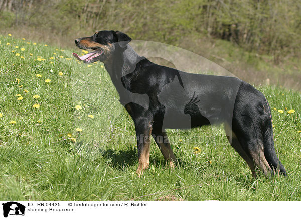 stehender / standing Beauceron / RR-04435