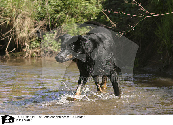 Beauceron im Wasser / in the water / RR-04444