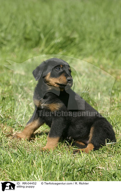 sitzender Beauceron Welpe / sitting puppy / RR-04452