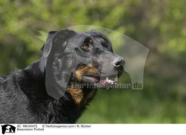 Beauceron Portrait / Beauceron Portrait / RR-04472