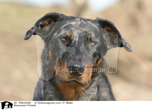 Beauceron Portrait / PM-03589