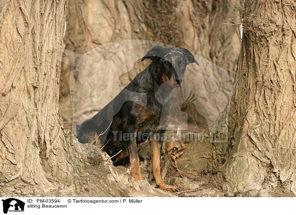 sitting Beauceron / PM-03594