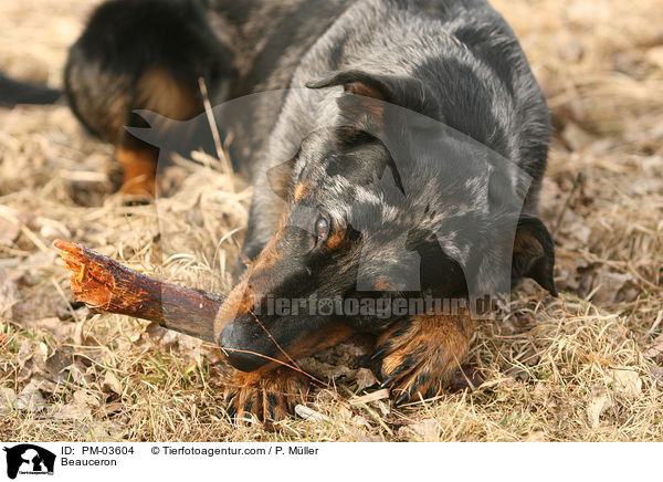 Beauceron / PM-03604