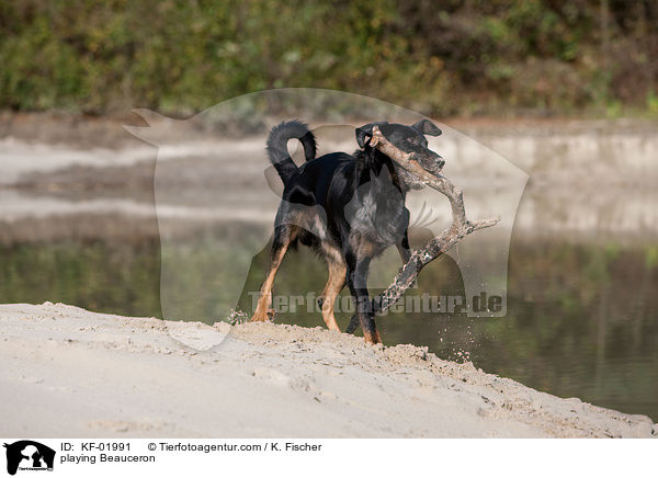 spielender Beauceron / playing Beauceron / KF-01991