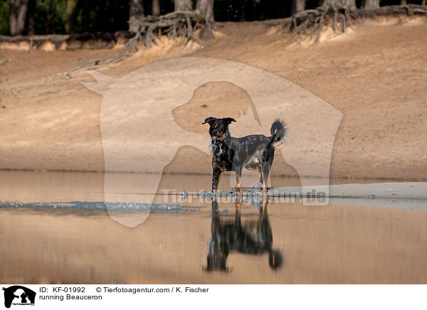 rennender Beauceron / running Beauceron / KF-01992