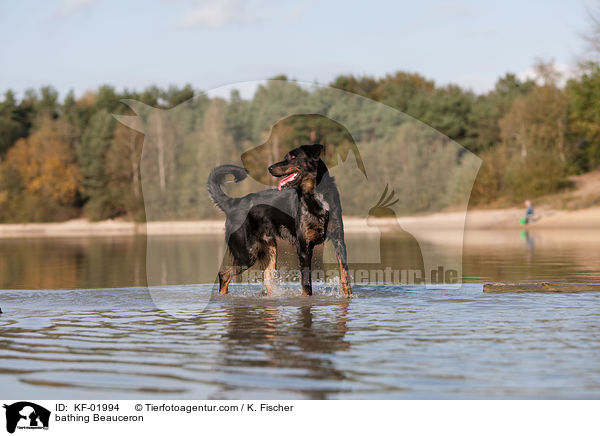 badender Beauceron / bathing Beauceron / KF-01994