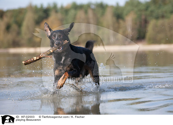 playing Beauceron / KF-02003