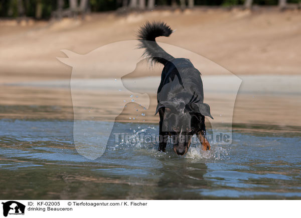 trinkender Beauceron / drinking Beauceron / KF-02005