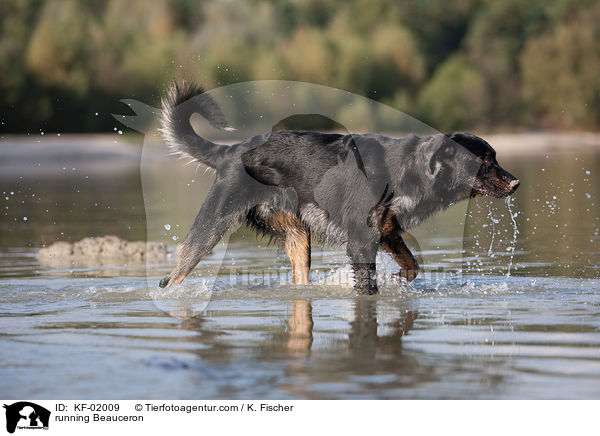 running Beauceron / KF-02009