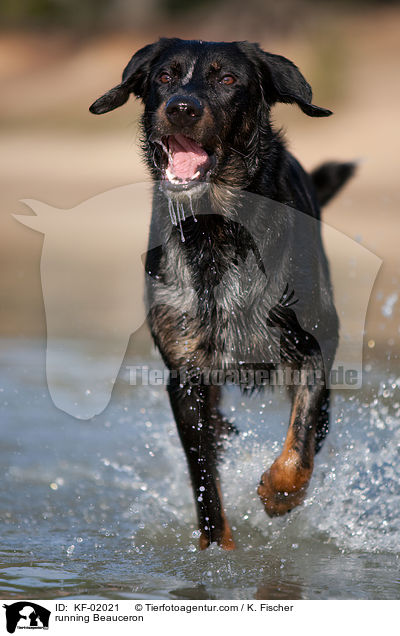 running Beauceron / KF-02021