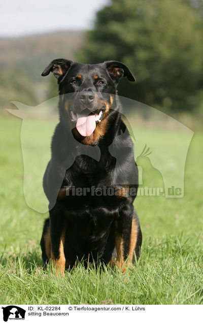 sitting Beauceron / KL-02284