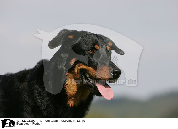 Beauceron Portrait / KL-02290