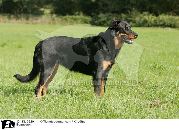 Beauceron / KL-02291