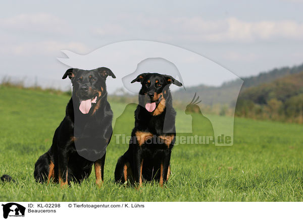 Beaucerons / KL-02298