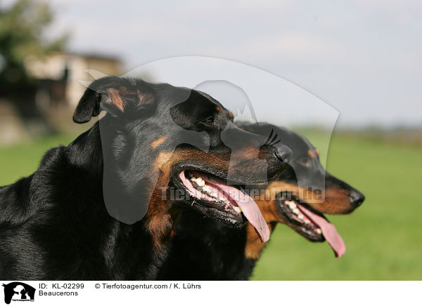 Beaucerons / KL-02299