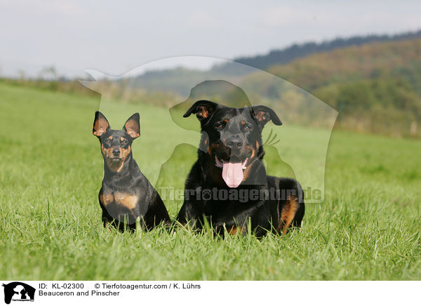 Beauceron and Pinscher / KL-02300