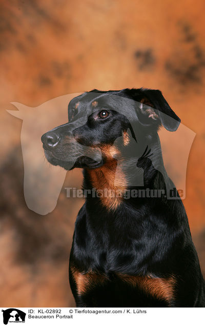 Beauceron Portrait / KL-02892