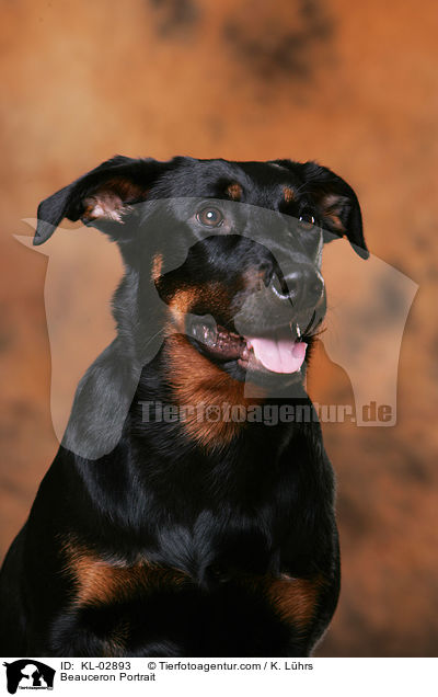 Beauceron Portrait / KL-02893