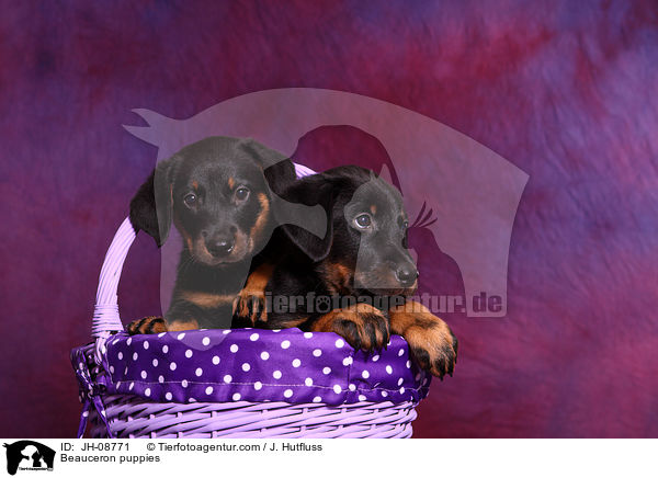 Beauceron Welpen / Beauceron puppies / JH-08771