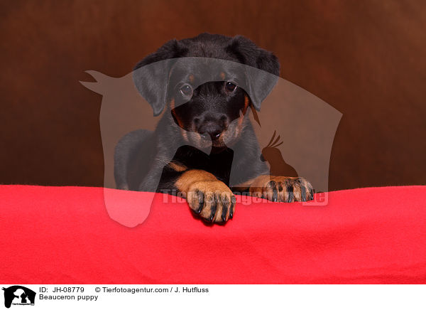 Beauceron Welpe / Beauceron puppy / JH-08779
