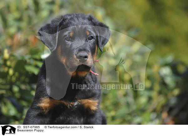 Beauceron Welpe / Beauceron Puppy / SST-07985