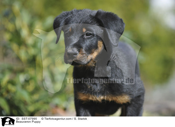 Beauceron Welpe / Beauceron Puppy / SST-07990