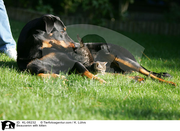 Beauceron with kitten / KL-06232