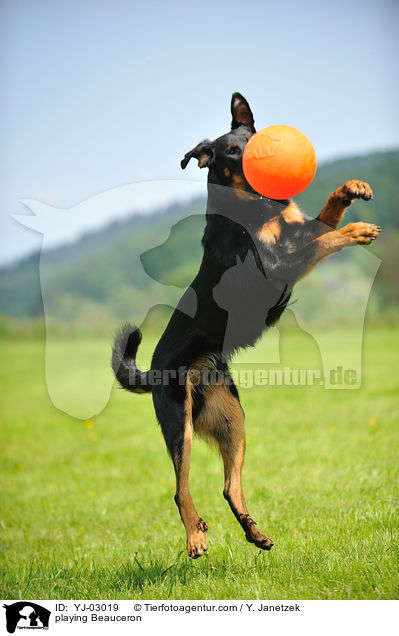 playing Beauceron / YJ-03019