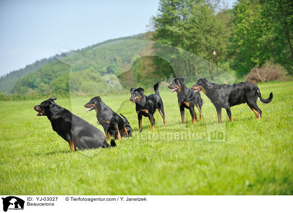 Beaucerons / YJ-03027