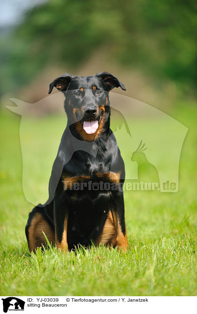 sitting Beauceron / YJ-03039