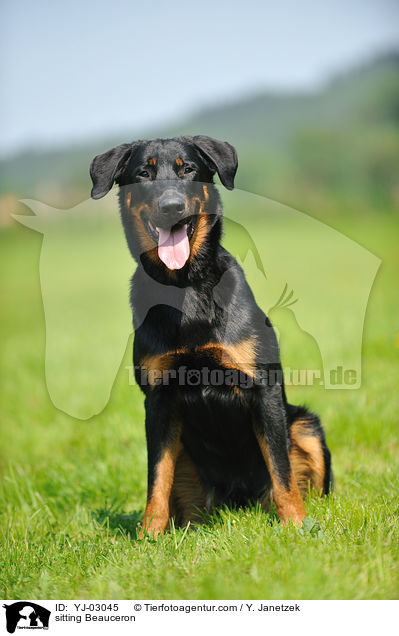 sitting Beauceron / YJ-03045