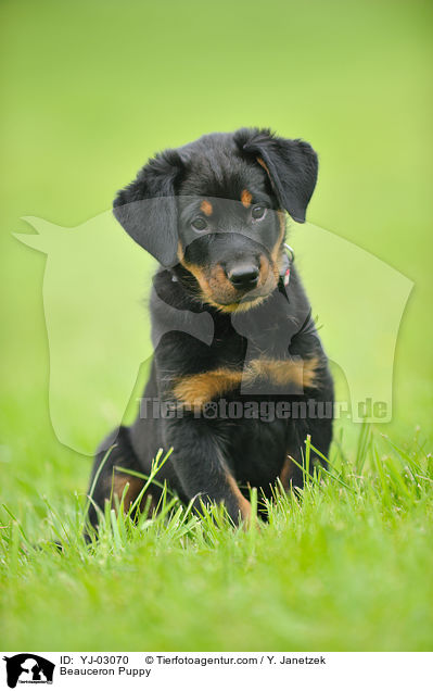 Beauceron Puppy / YJ-03070