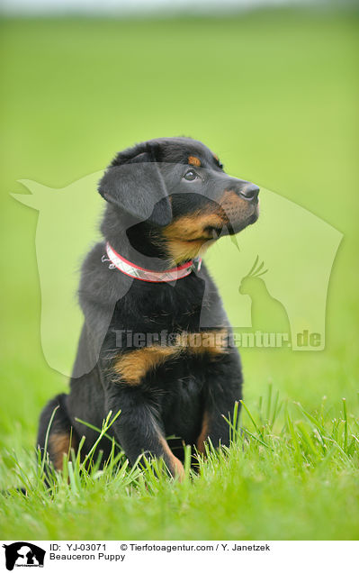 Beauceron Puppy / YJ-03071