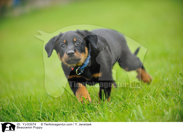 Beauceron Puppy / YJ-03074