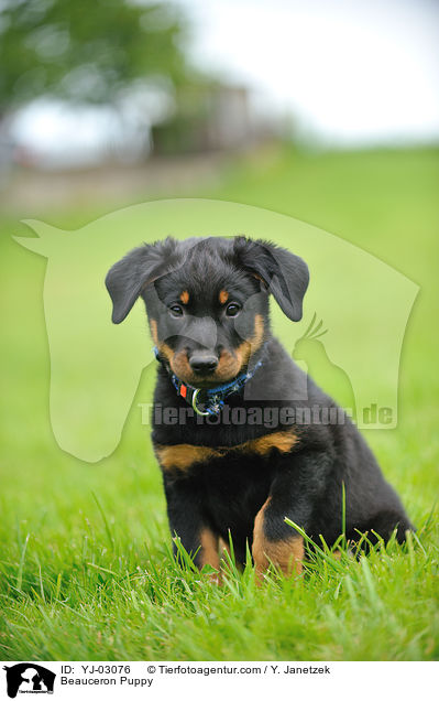 Beauceron Puppy / YJ-03076