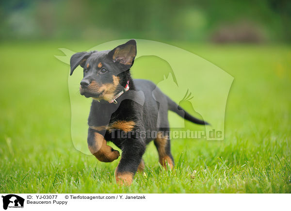 Beauceron Puppy / YJ-03077