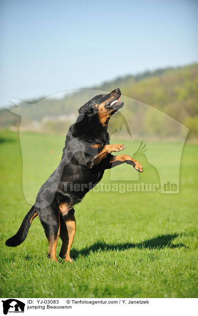 jumping Beauceron / YJ-03083