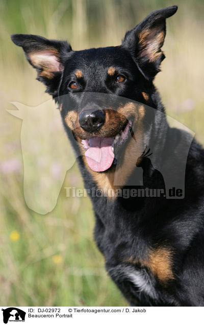 Beauceron Portrait / DJ-02972