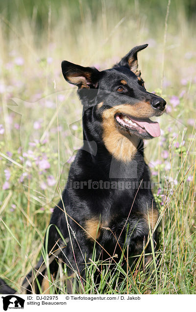 sitting Beauceron / DJ-02975