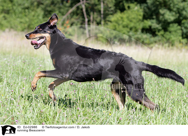 running Beauceron / DJ-02986