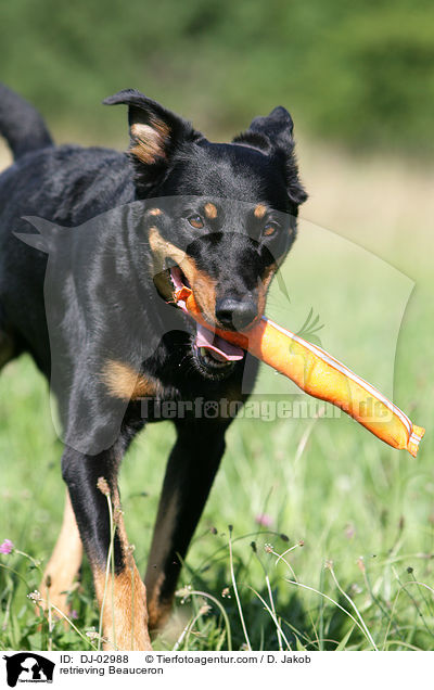 retrieving Beauceron / DJ-02988